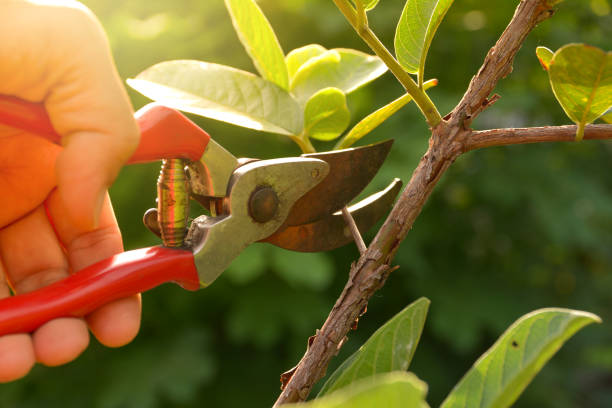 Organic Lawn Care Solutions in Grizzly Flats, CA